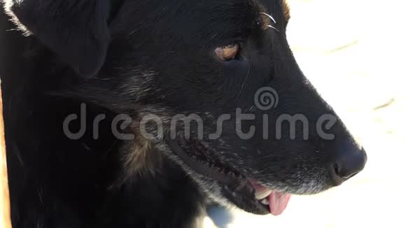 一只黑狗坐着想着它在懒懒中的悲惨生活视频的预览图