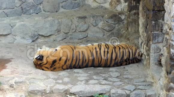 夏季慢动作动物园里一只可爱的睡纹老虎视频的预览图