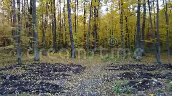 在有黄色叶子的森林中俯瞰树木视频的预览图