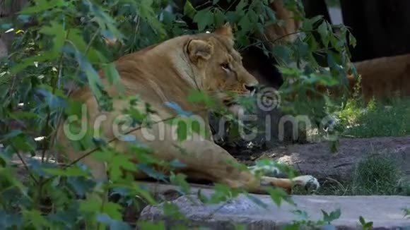 大母狮子躺在石墙附近石墙上覆盖着夏天的绿视频的预览图