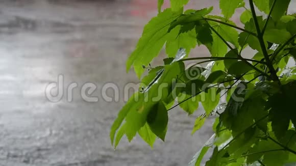 城市公园里的春雨视频的预览图