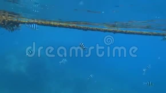 泰国高涛水下许多热带鱼剪刀中士abudefdufsexfasciatus视频的预览图