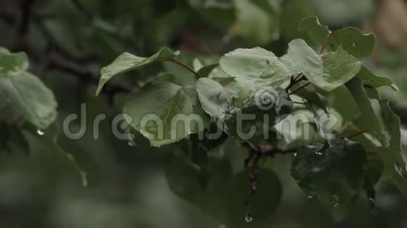 雨点落在绿叶上雨点落在林间视频的预览图