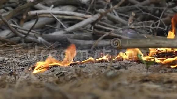 在篝火附近烧草一只手把它放下视频的预览图