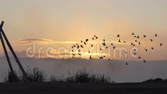 夕阳西下一群鸽子飞到湖岸上视频的预览图