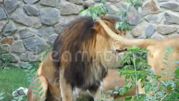 一只雄狮对着第二只雌狮咆哮而她却在动物园里离去视频的预览图