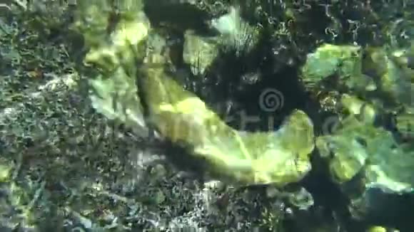 泰国KohTao海龟类水下生物群视频的预览图