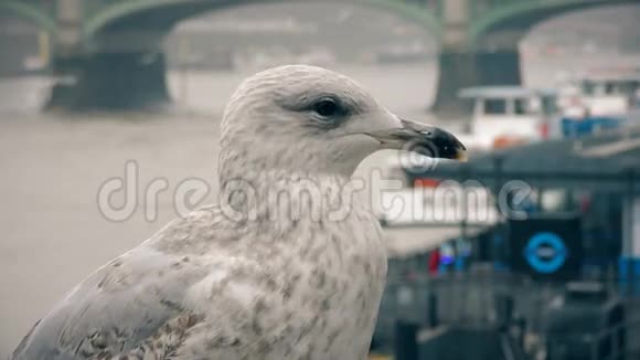 泰晤士河畔的海鸥视频的预览图