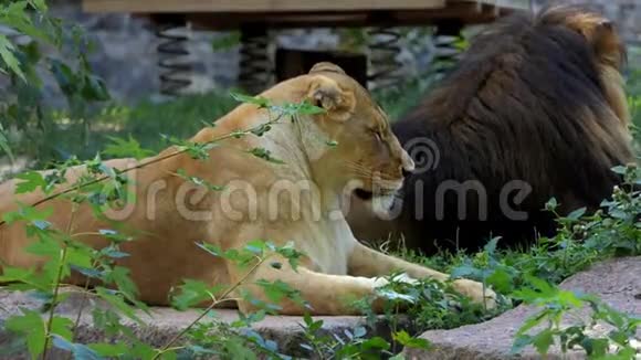 一对狮子在夏天的动物园里躺在绿色植物的石板上视频的预览图