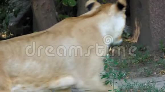 夏天在斯隆莫动物园里一只大狮子沿着石墙走视频的预览图