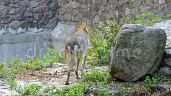夏天动物园里一只聪明的狼在一块大石头附近四处张望视频的预览图