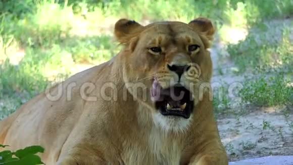 阳光明媚的一天一只母狮子正在动物园里用滑稽的方式舔它的爪子视频的预览图
