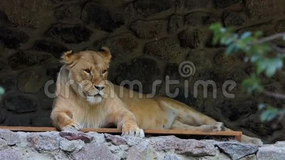 在动物园的石墙附近的木制休息室里躺着一只女狮子视频的预览图