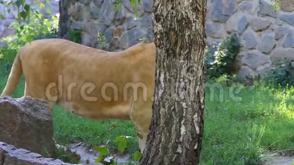一只大狮子站在石壁附近夏天绿树成荫视频的预览图