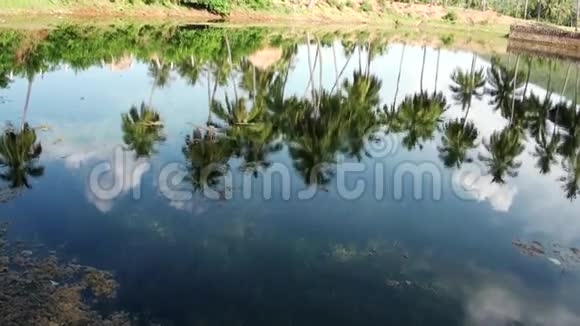 碧绿的椰树倒映在池塘湖水里视频的预览图