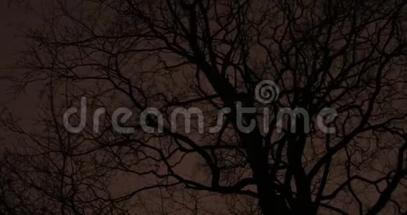 夜晚公园里的树枝视频的预览图