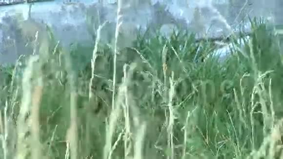 一片麦子在风中摇曳视频的预览图
