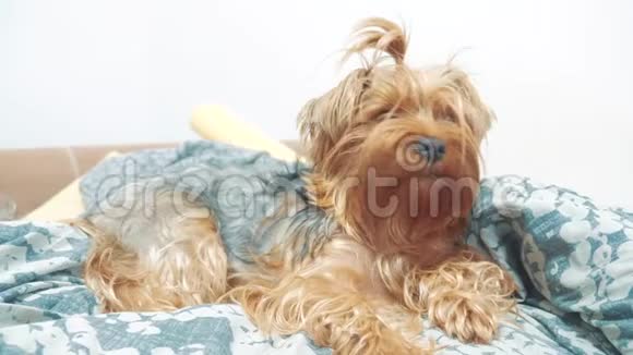 毛茸茸的狗约克郡猎犬躺在床上慢动作视频生活方式宠物老毛狗视频的预览图