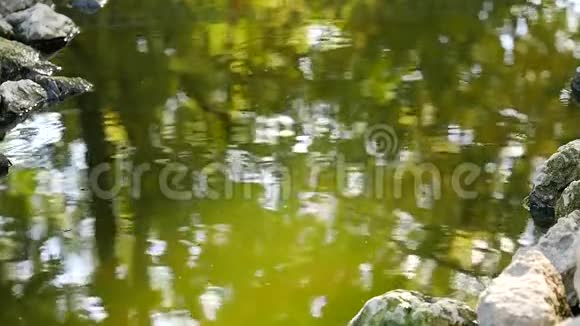 池塘里有漂浮的幼鲤鱼从水和石头中跳出来视频的预览图