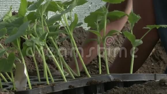 人们种植树苗视频的预览图
