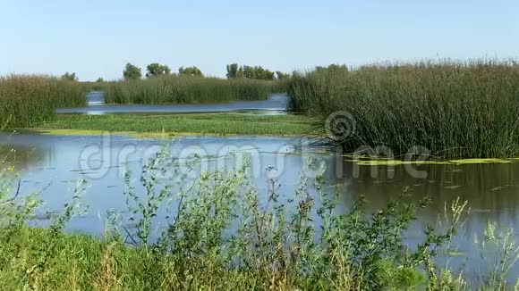 湿地水和蓝天植物视频的预览图