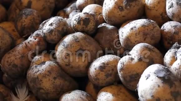 马铃薯收获很多土豆在谷仓里视频的预览图