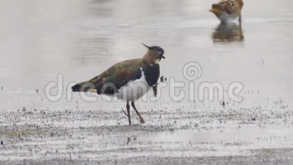 鸟北拉普荣瓦内勒斯瓦内勒斯走过沼泽视频的预览图