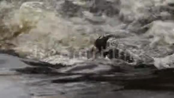 3月在苏格兰的埃尔金莫雷在洛西河上开膛手金格勒斯蘸水钓鱼视频的预览图