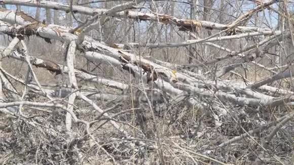 树干被飓风折断视频的预览图