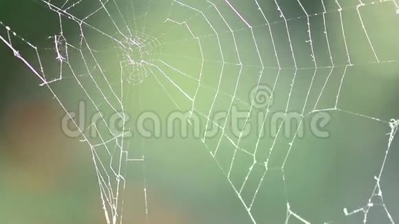 蜘蛛网的特写视频的预览图