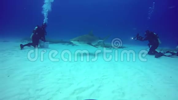 牛鲨在巴哈马虎滩的沙底水下觅食视频的预览图