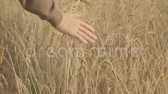 农夫走过金色的麦田摸着熟小麦的耳朵慢慢慢慢视频的预览图