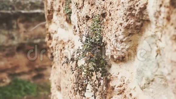 全景摄像机有植物和花的老墙的纹理的生活理念视频的预览图