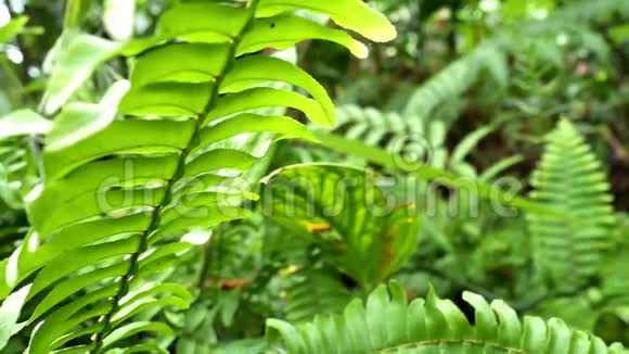 花园里的热带绿色植物视频的预览图