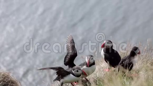 松饼是冰岛令人惊叹的鸟类特写镜头视频的预览图