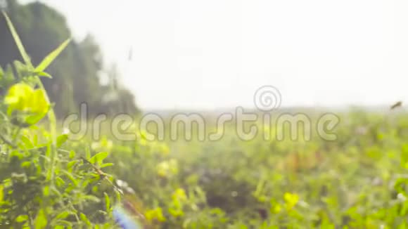 草甸黄花初夏的早晨视频的预览图