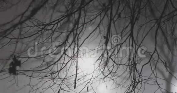 夜晚公园里的树枝视频的预览图