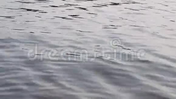 水面上有微小的波浪视频的预览图