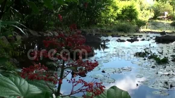 塔希提岛法属波利尼西亚的外来红花和植物视频的预览图