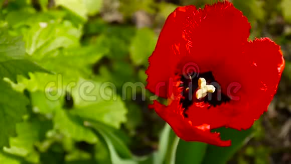 红色郁金香花视频片段视频的预览图