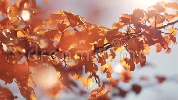 宁静的秋天美丽的金色树叶视频的预览图