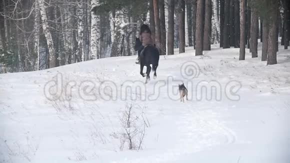 长发女骑手骑着黑色的马穿过雪地狗在附近奔跑视频的预览图