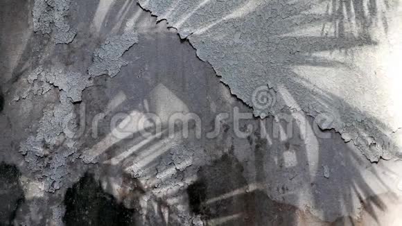 马尼拉棕榈树的影子老混凝土墙视频的预览图