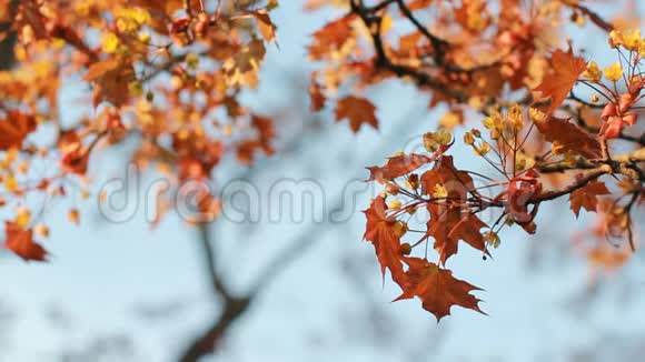 春天的风景一朵盛开的枫树在蓝天上有明亮的橙色叶子视频的预览图