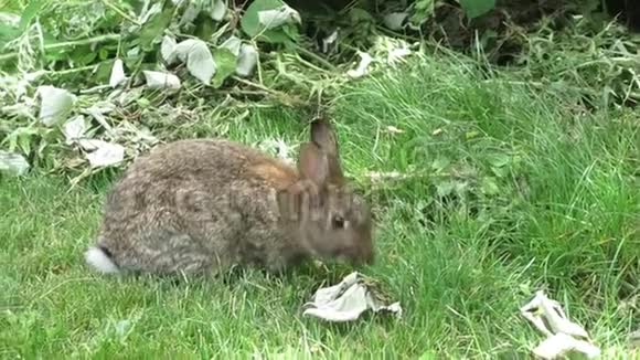 可爱可爱的棕色兔子在杰里科海滩温哥华2018年4月视频的预览图