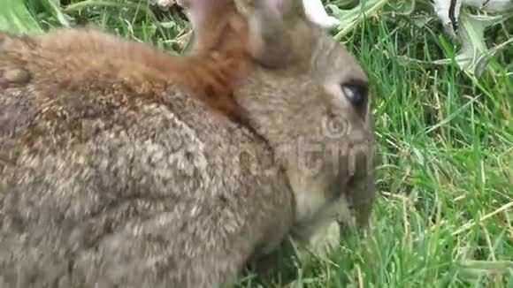 可爱可爱的棕色兔子在杰里科海滩温哥华2018年4月视频的预览图