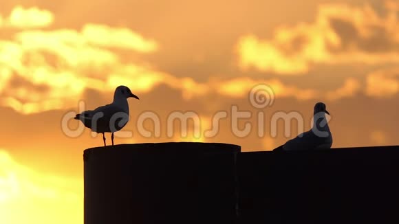 两只鸽子坐在混凝土墙上夏天在斯隆莫的夕阳下视频的预览图