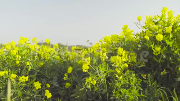 草地上的黄花清晨视频的预览图