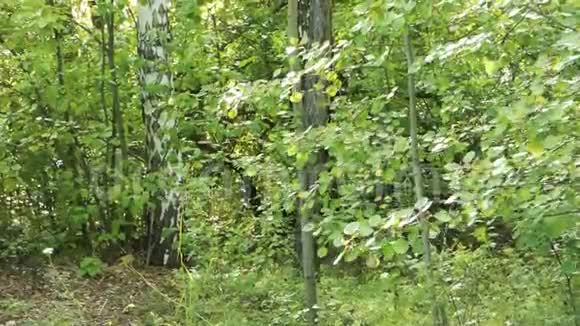 绿叶迎风而动桦树在后面视频的预览图