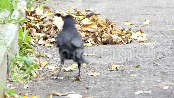 一只黑色的乌鸦在秋天的一片鼾声中漫步视频的预览图